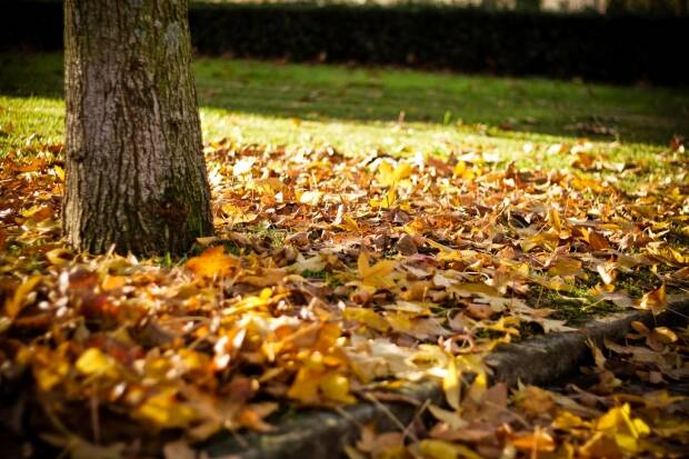 COMPOST WAITING TO HAPPEN: Fallen Autumn leaves can be a great source of compost for your plants. 