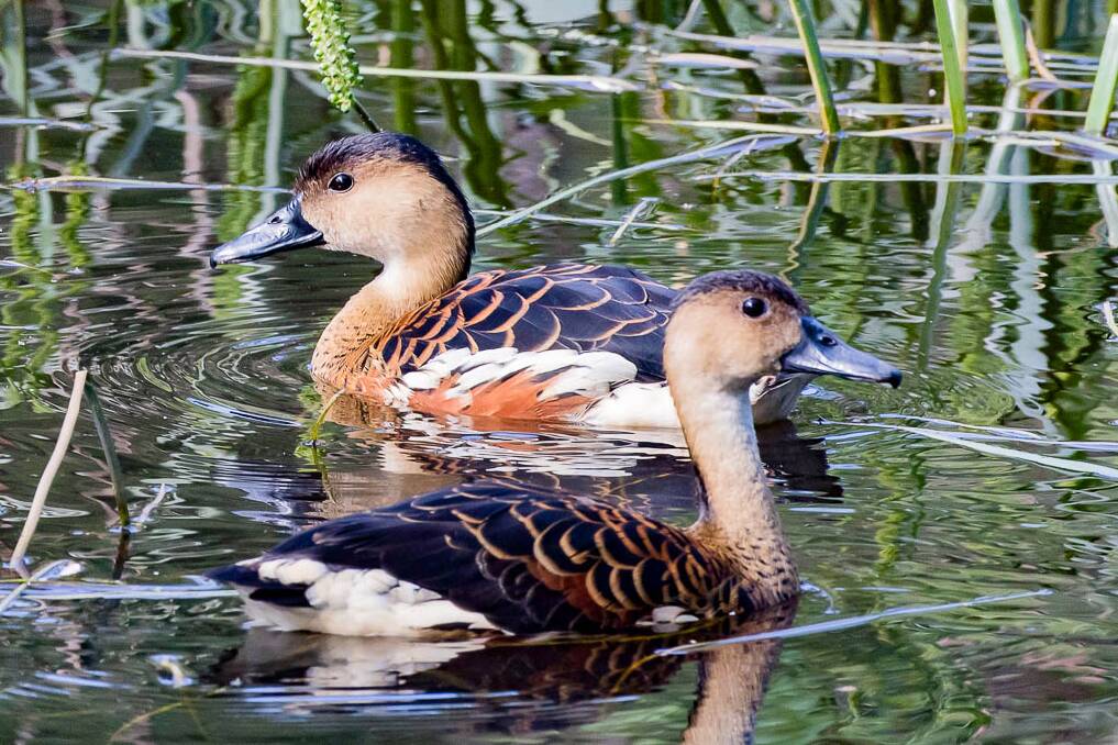 Birdwatch | Whistling Ducks seen in small numbers in Hunter
