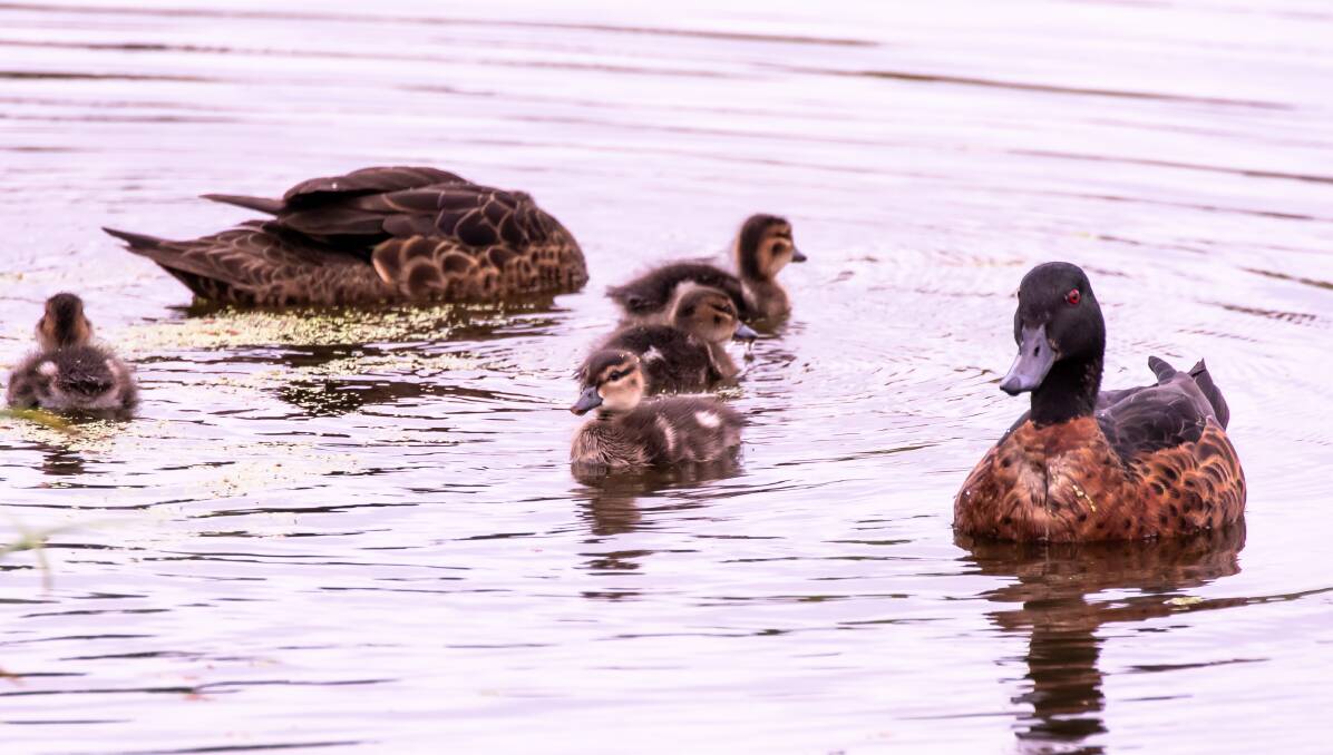 ON THE WATER: A Chestnut Teal family with eight ducklings spending time together at Morpeth. 