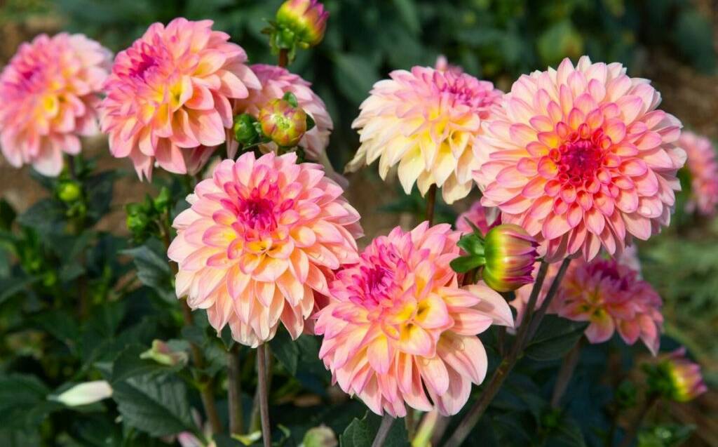 WIDE VARIETY: Dahlias come in a range of colours and styles, from dwarf size up to two metres in height.