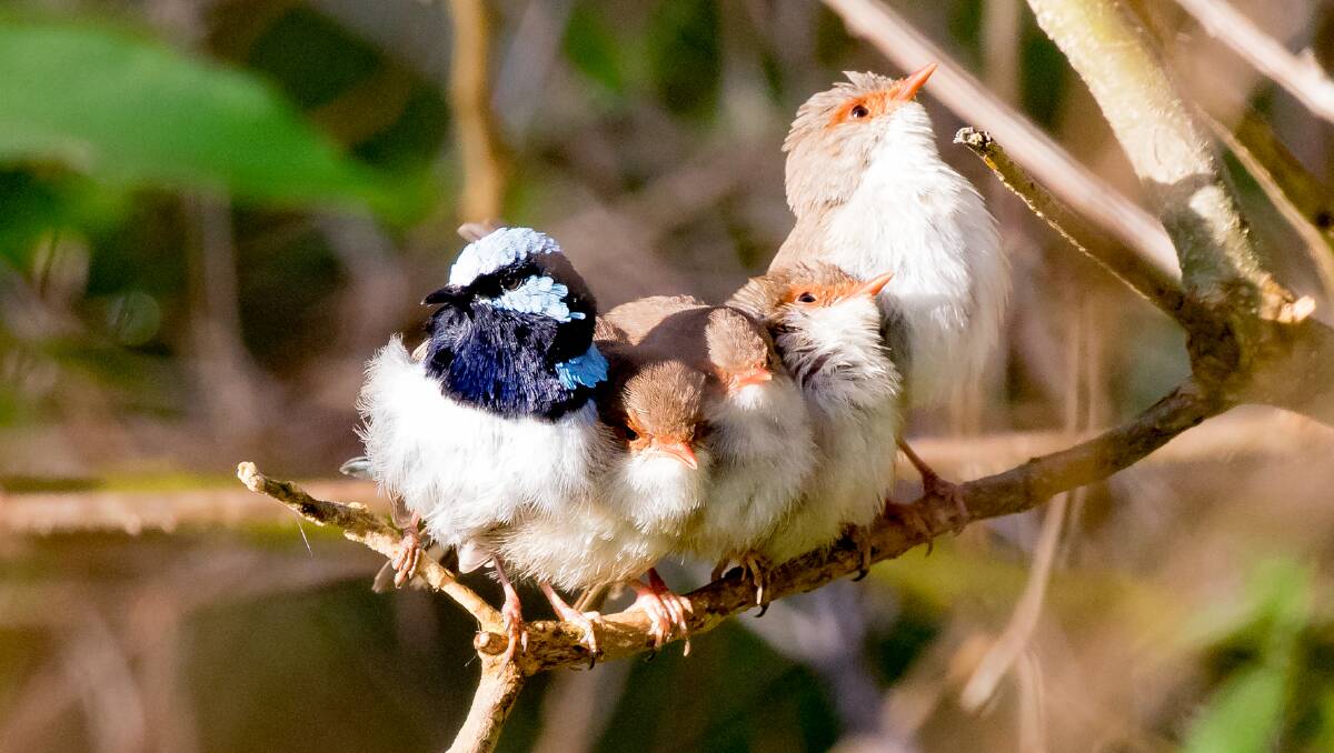 FACING THE DAY: A family of Superb Fairy-wrens lap up the early morning sun.