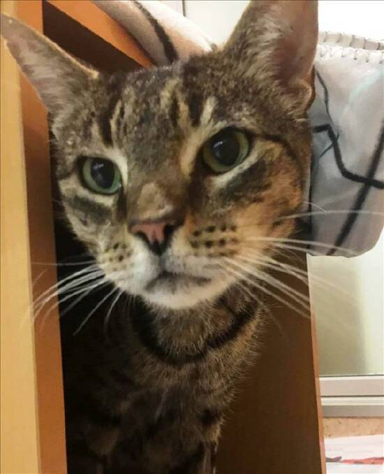 Tiger is 11 and a catchoo cat - meaning he has recovered from cat flu. He is very friendly, good with kids and would suit virtually any family.   