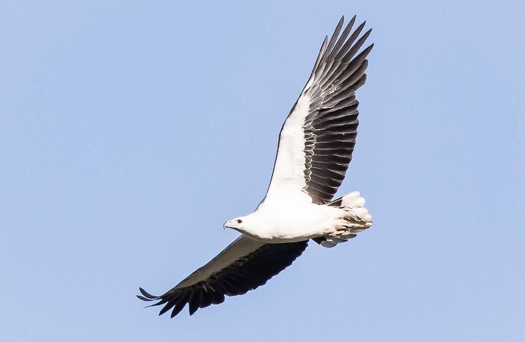 HUGE WINGSPAN: THE White-bellied Sea Eagle has a wingspan up to two metres and is the second largest eagle in Australia behind the Wedge-tailed Eagle.