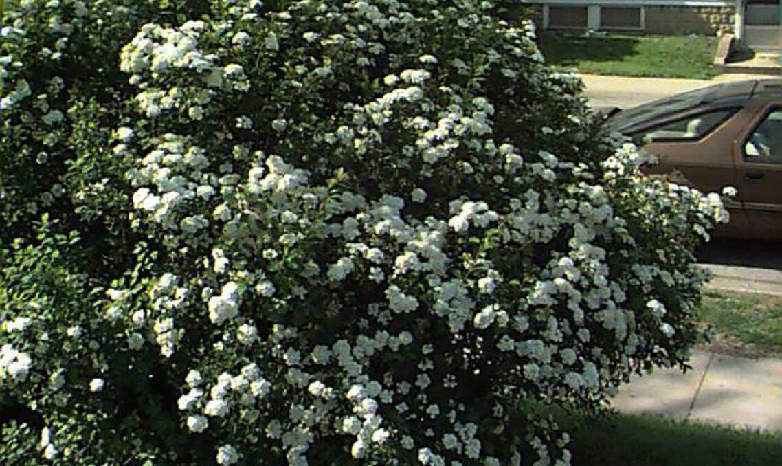 A SPLASH OF WHITE: Spiraea, or May Bush, is perhaps the best known of all the white flowering shrubs. 
