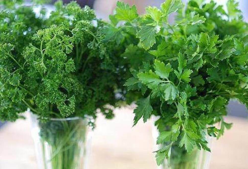 CURLY OR STRAIGHT: Whatever your preference, parsley is an atractive and useful addition to the garden.