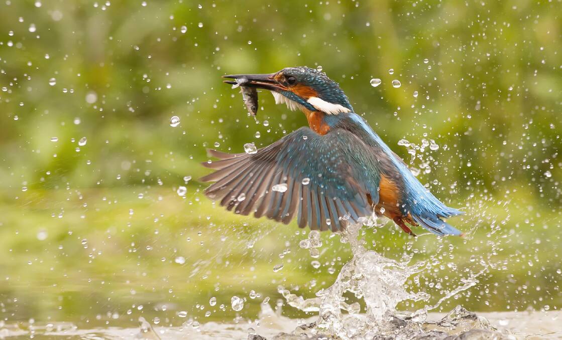 WILDLIFE: Maitland Camera Club's Alec Trusler won a Judges' Choice award for his image Emerging Kingfisher. Picture: Alex Trusler