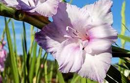 BEAUTIFUL: Gladioli are are to grow and love sandy, free-draining soil.