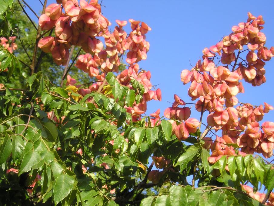 COLOUR: The red, highly distinctive seed pods of Koelreuteria paniculata. 