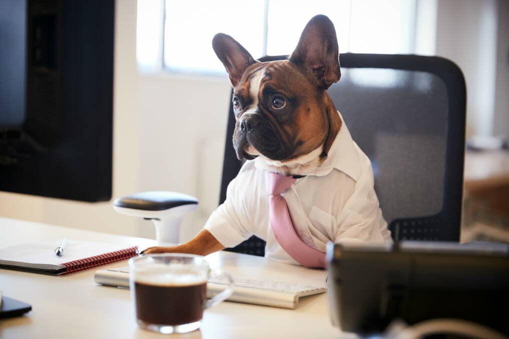 Take Your Dog to Work Day on Friday... are you ready for it?