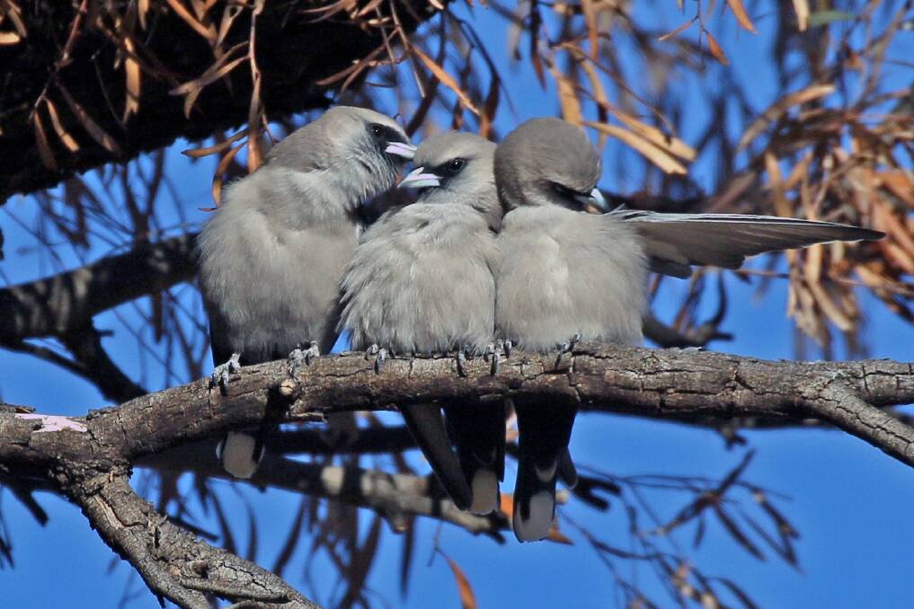 PRUNING: Woodswallows sticking close together on a tree branch.