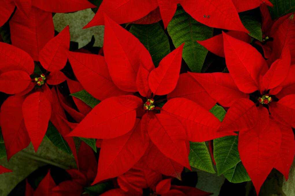 CHRISTMAS FAVOURITE: The striking red blaze of poinsettias.