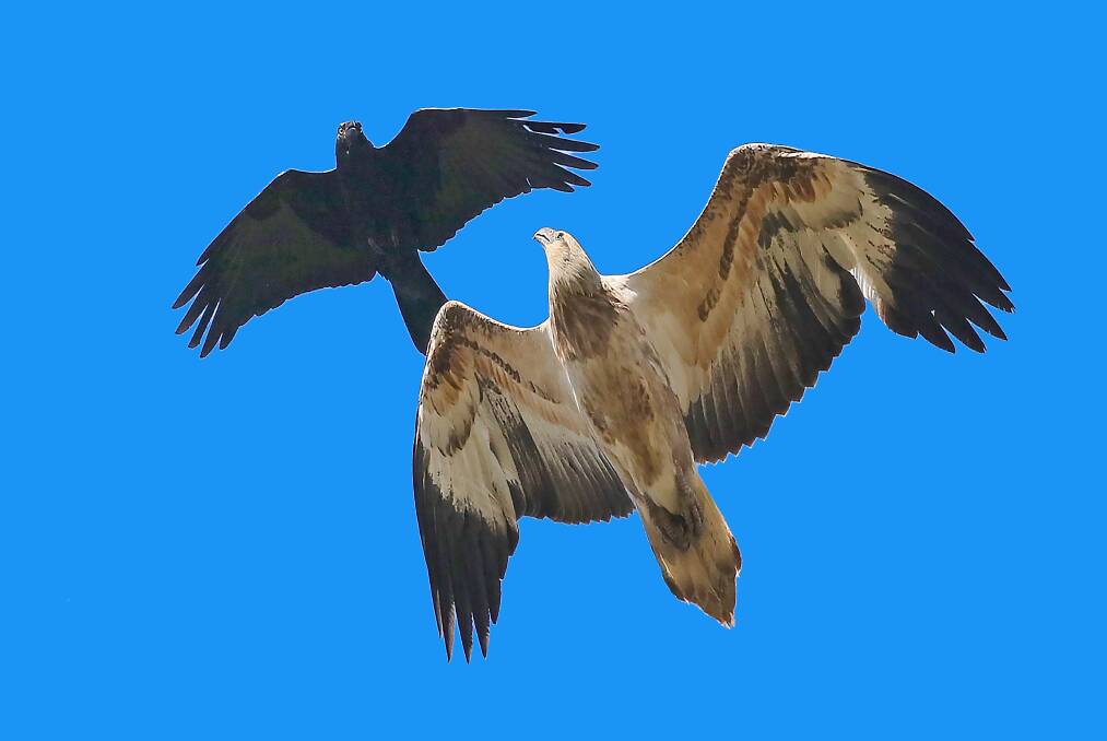 TURNING POINT: The immature Sea Eagle turns to confront the raven in mid-air. 