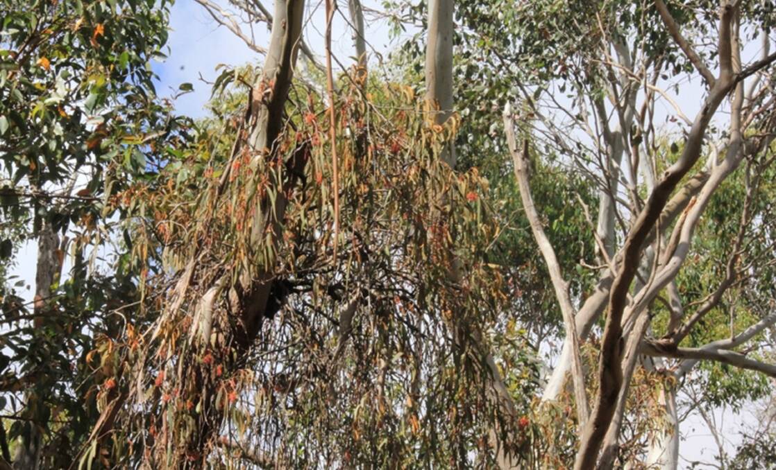 IDENTIFICATION: While some mistletoe mimics the growing habit of their host, others like the drooping mistletoe, are easier to spot among the foliage. Mistletoe is a parasitic plant which feeds on a host's own nutrients.