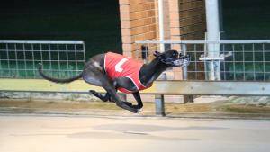 The Ruth Matic-trained Embye will contest the Ladbrokes Red Dog Series at Maitland on Thursday.