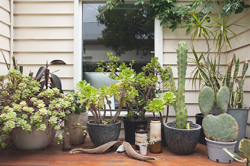 CHECK THE MOISTURE: The recent weather will have dried out soil, so it's vital you keep the water up to plants, especially those in pots that will dry out quickly.