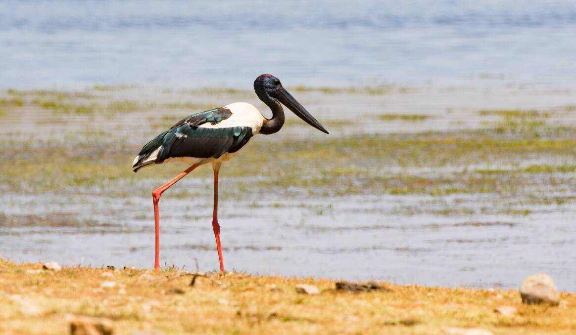 NEED TO BE PROTECTED: Black-neck Stork numbers are alarmingly low and to survive their habitat will have to be protected.
