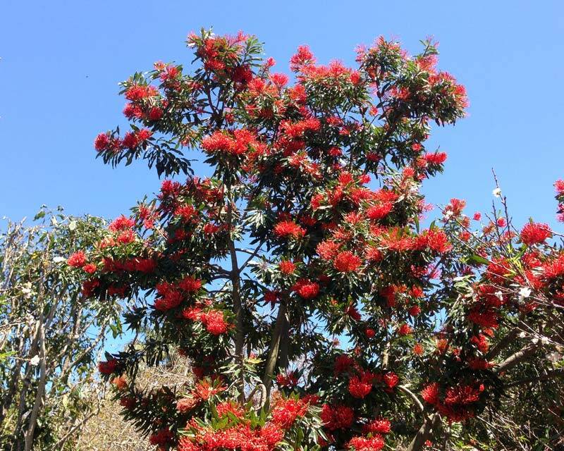 UPRIGHT: The evergreen Tree Waratah has dense foliage and stunning summer colour.