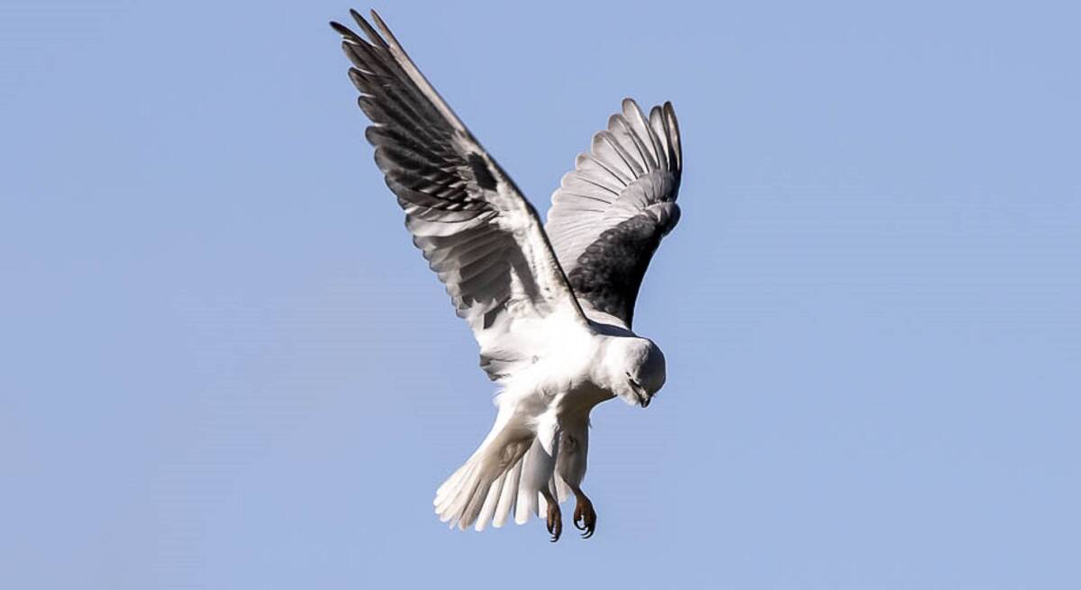 HUNT: The typical position for a black shouldered kite as it drops down on unsuspecting prey. 