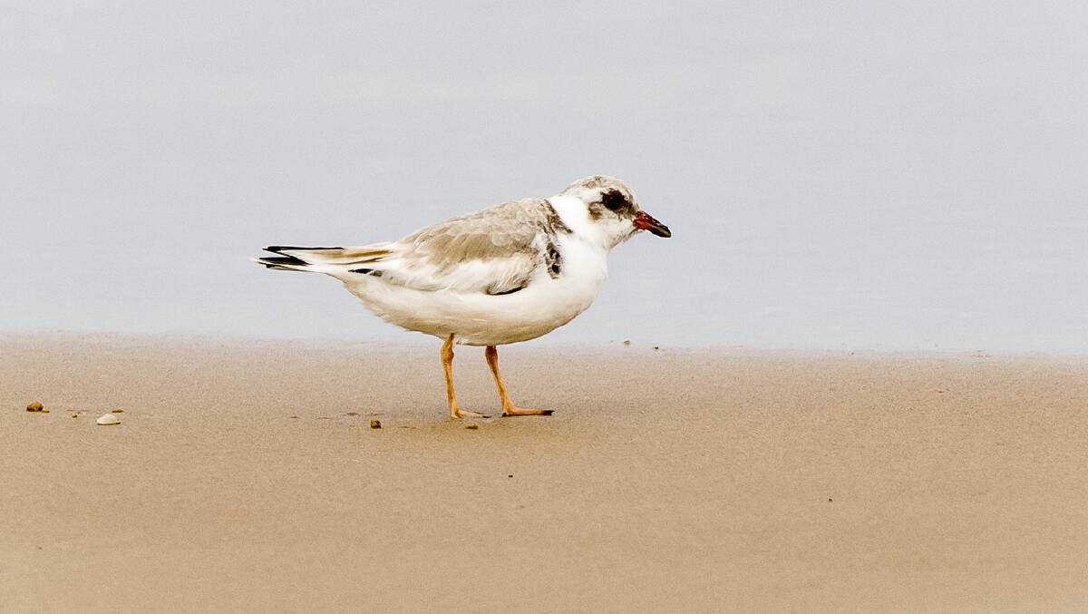 An immature Hooded Plover.