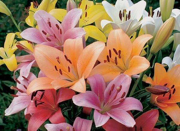 Liliums produce beautiful flowers during summer.