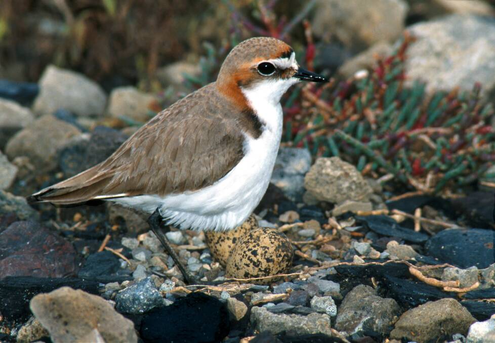 Red Capp[ed Plover.