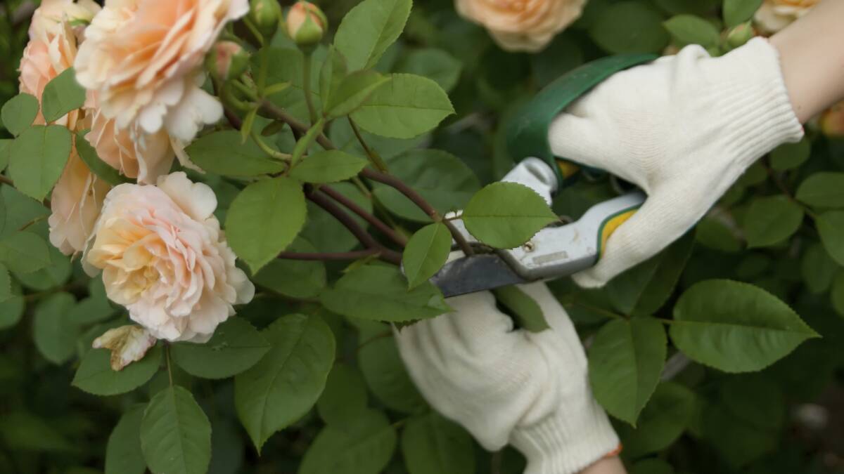 A CUT ABOVE: If you prune roses now , the tender, new shoots should avoid being hit by late frosts.