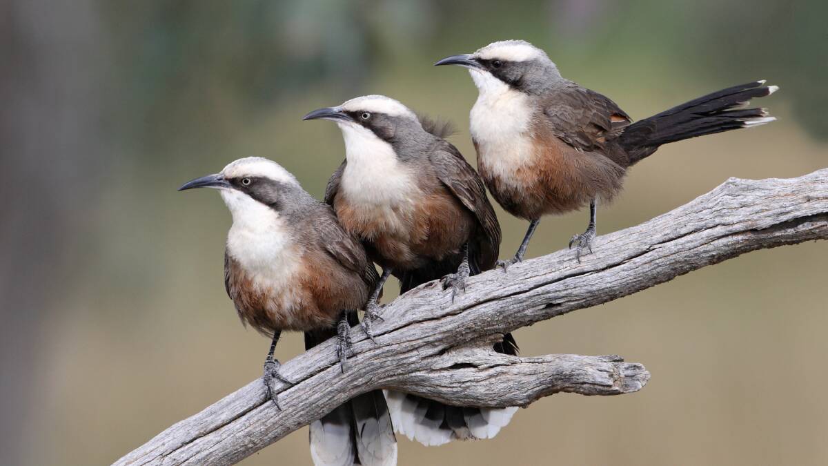 ENDANGERED: A family of Grey Crowned Babblers.