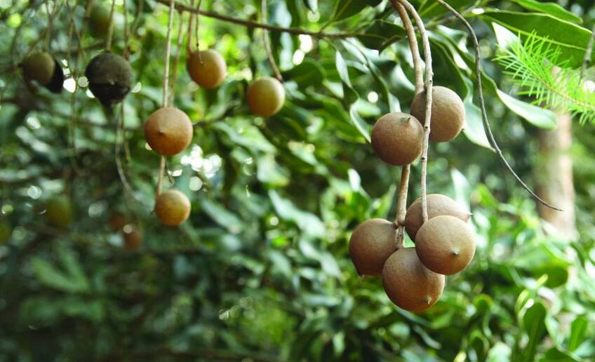 Gardening | Making the most of our magical macadamias