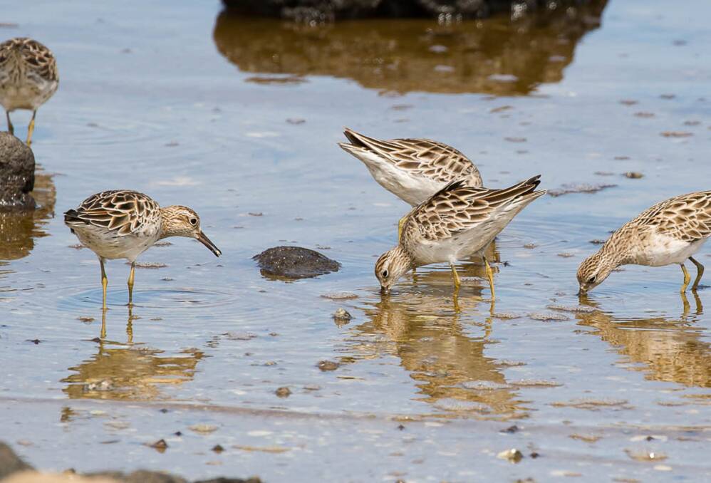 MIGRATION: The Sharp-tailed Sandpiper spends summer in Australia before returning to the Arctic Circle.