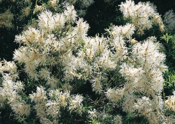 DISTINCTIVE: From mid spring to late summer Snow in Summer has an abundance of white, scented 'bottlebrush' flower spikes.