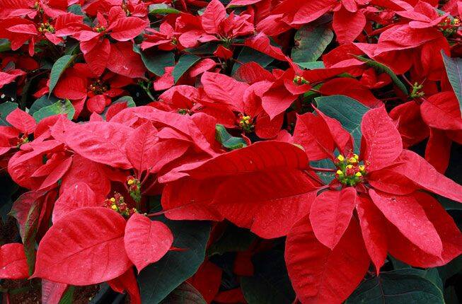 The distinctive blazing red of Poinsettias.