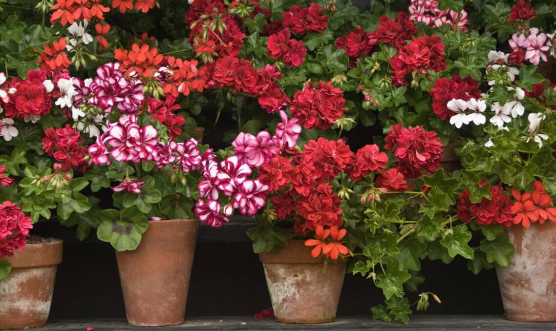 COLOURFUL ADDITION: Geraniums are displaying their wonderful colours but care must be taken to avoid 'rust'.