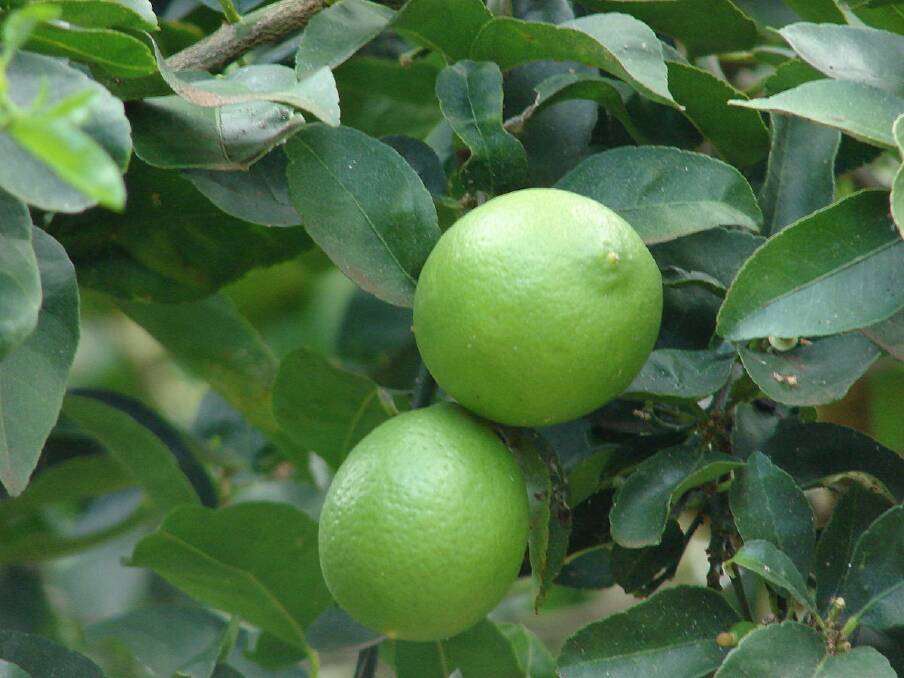 SEEDLESS: Tahitian lime is a popular choice, with seedless fruit on a near thornless tree.