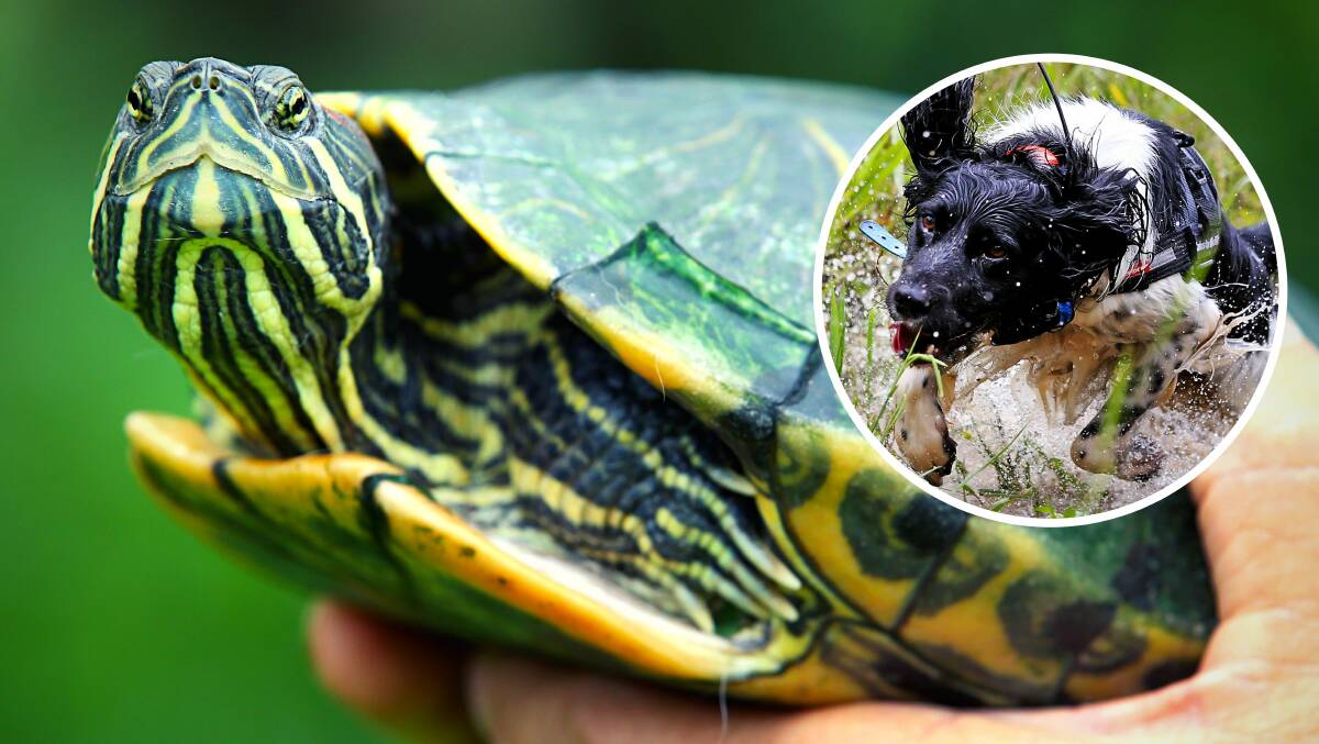 ON THE HUNT: Specially-trained dogs (inset) have been unleashed to eradicate populations of the invasive red-eared slider turtle. Photos: CONTRIBUTED