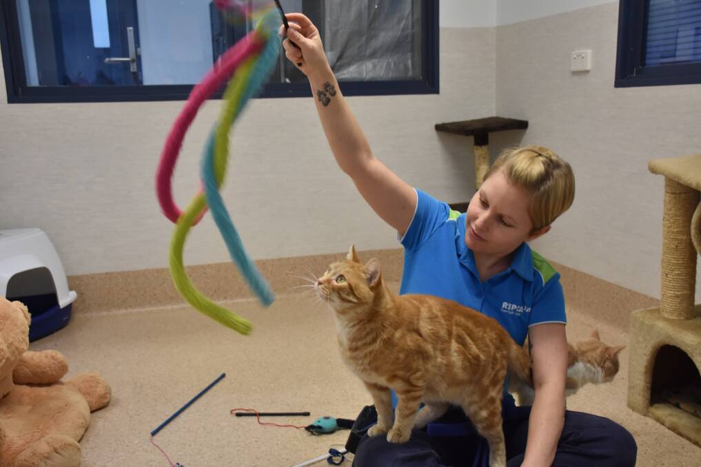 FUN GAMES: Stacy Bird having fun with Ron the cat. Picture: Betina Hughes 