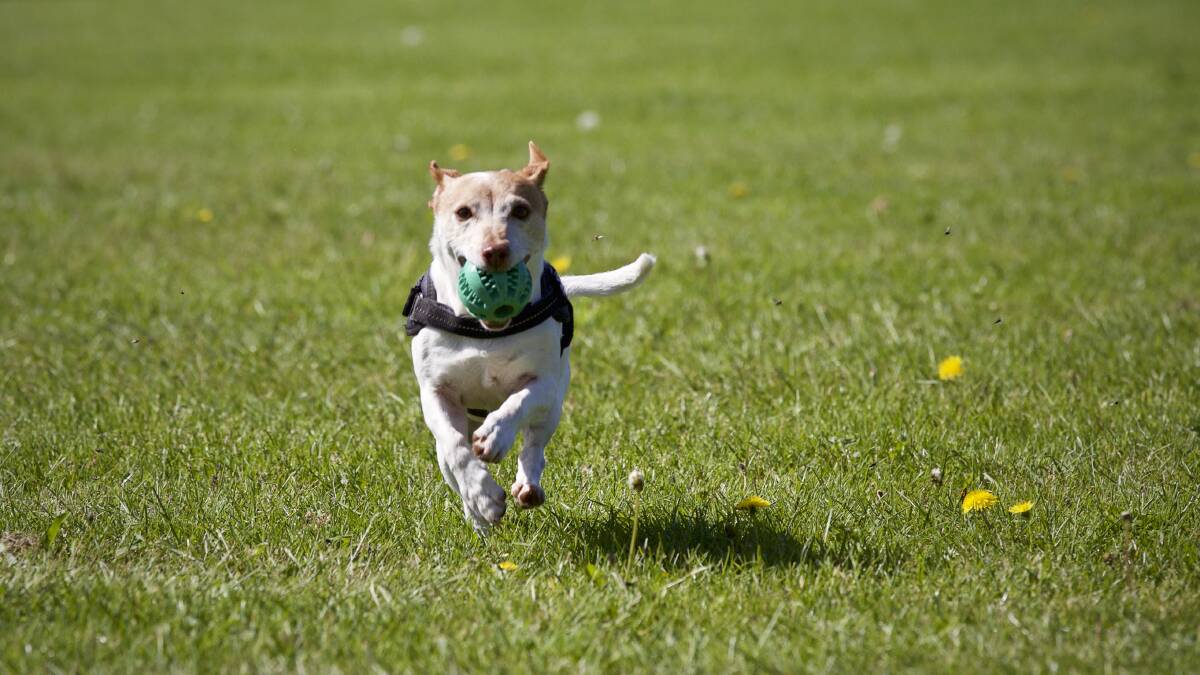 Run doggo: Five off leash dog exercise parks could receive funding.