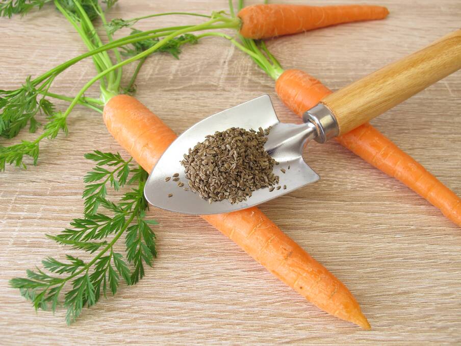 TOP TIP: Carrot seeds are fine, so mix them with some sand before sowing to ensure a more even spread. 