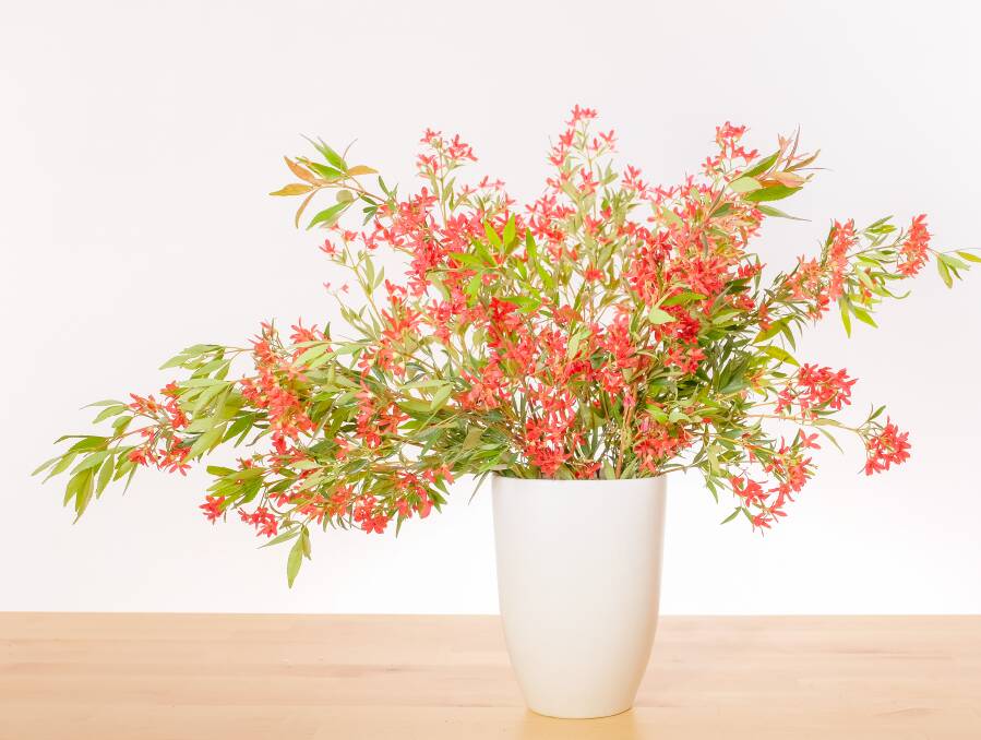 DECORATION: NSW Christmas Bush is a favourite on the festive table. Try mixing it with hydrangeas in a vase.