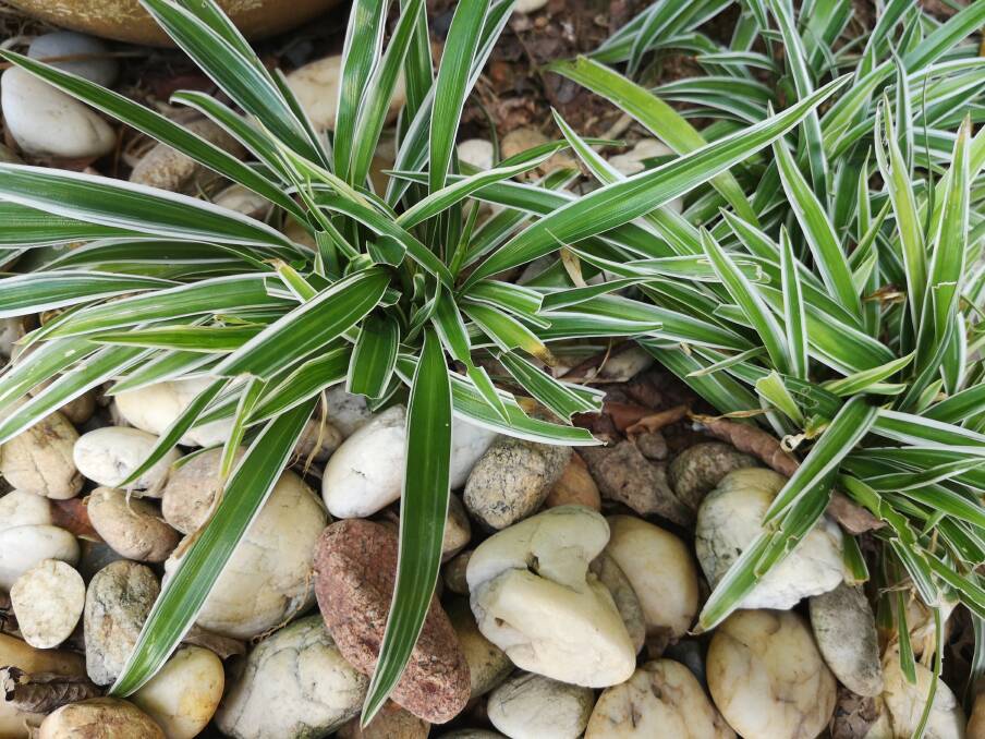 PRETTY AND TOUGH: Native grasses like the Dianella Caerulea look effective when mass planted. 