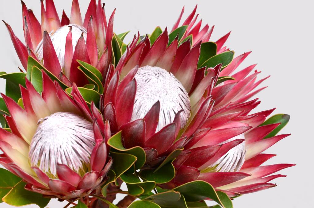 APPRECIATES PRUNING: Amazing protea flowers are produced from May through to mid-September.