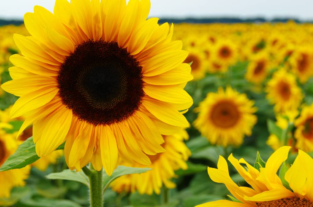BOLD SHOW: Sunflowers not only attract bees, they turn the heads of young gardeners.
