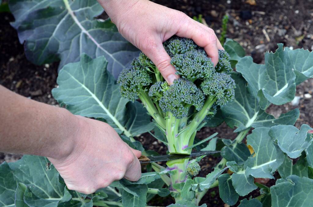  BEST FLAVOUR: Harvest broccoli in its earlier stages of growth. Try growing broccolini as well. 