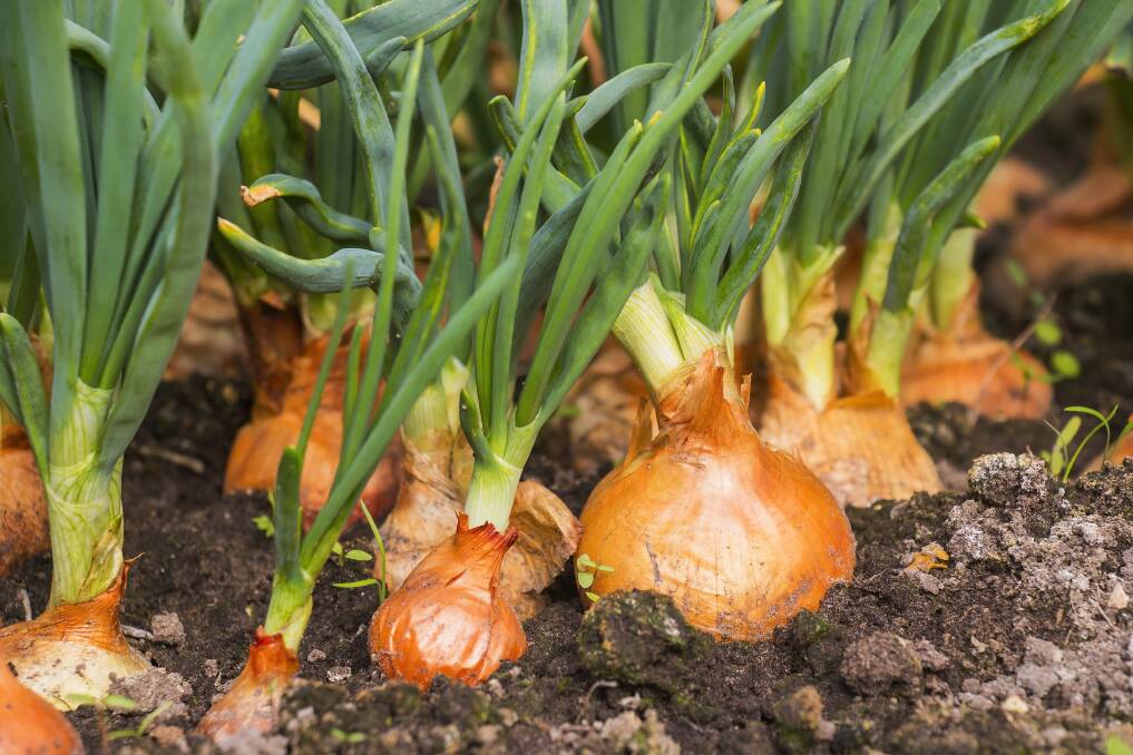 GARDEN FAVOURITE: Onions like it bright, so plant them in a spot that gets at least six hours of sun a day.
