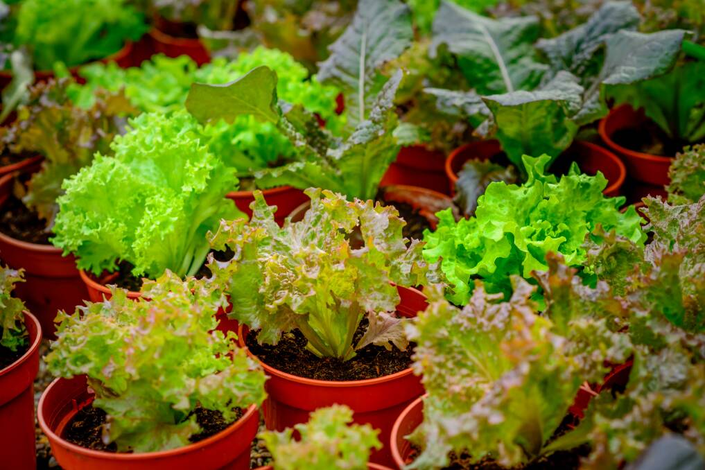 Lettuce celebrate: If you prepare gift pots of vegetables now they will be at the freshest best by Christmas.