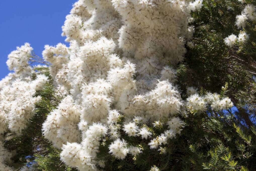 WHITE HOT: Melaleuca linariifolia (snow in summer) is a good screen tree and koalas like them too.