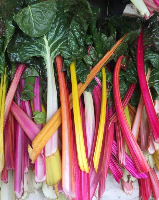 POPULAR: The colourful stems of Rainbow Chard. Silver beet likes lots of sun and good air circulation.