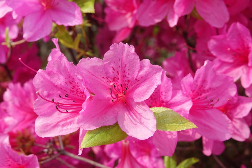 PETAL PROTECTION: Azaleas are amazing but can be infected by a fungal disease known as petal blight. 