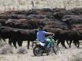 A farmer mustering cattle on a drought-affected property in the Upper Hunter in October. Picture by Peter Lorimer