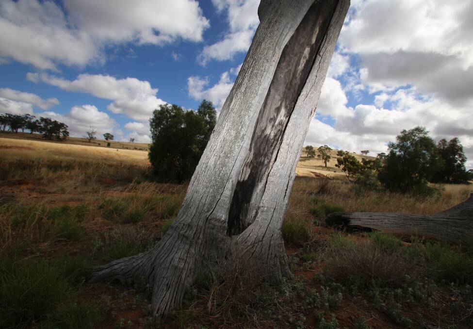 SCAR TREE: One of the many pieces of cultural heritage that laws protect. Picture: GLENN DANIELS