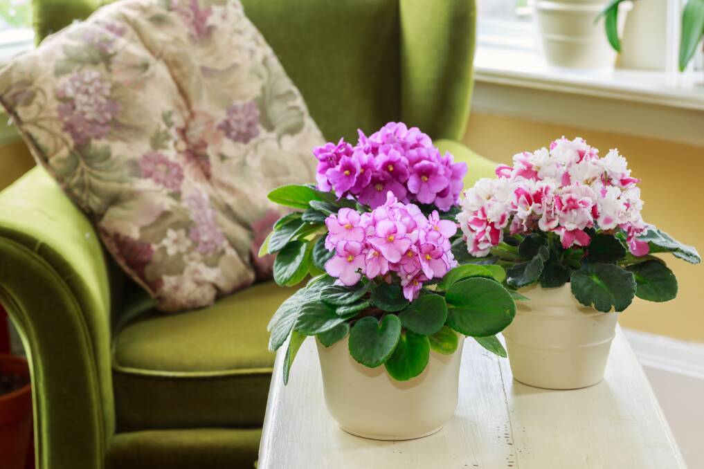 Indoor plants such as African violets, above, need checking for bugs. 